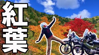 Ranked #1 in autumn foliage: Seseragi Kaido, a 65km long touring