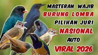 Masteran kombinasi burung lomba pilihan juri nasional‼️