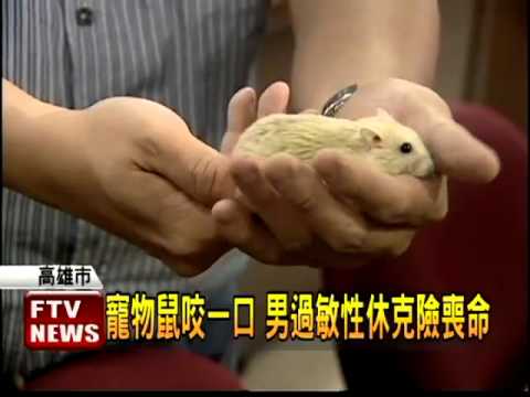 寵物鼠咬一口男子險喪命 民視新聞 Youtube