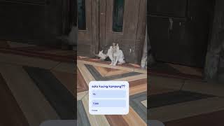 siapa yg suka kucing kampung??#reelsvideos