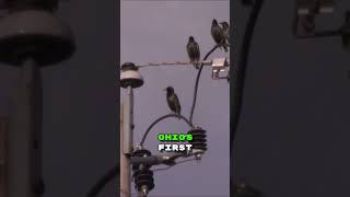 The Invasion of Starlings: A Brief History #shorts