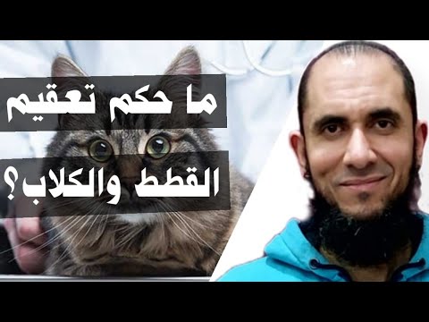 ما حكم تعقيم القطط والكلاب د أحمد رجب