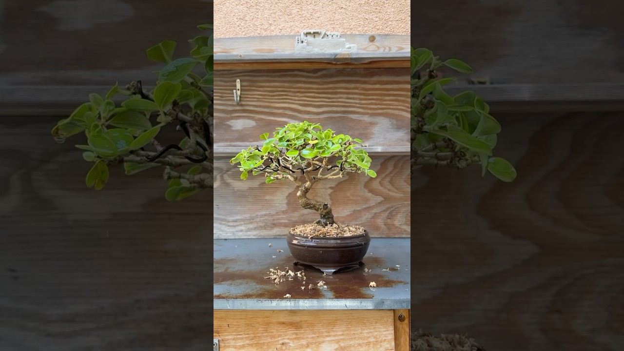 sichtschutz bambus im topf Bambus fr den Balkon kaufen  Green Me Up