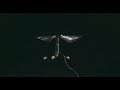 Robotic insect takes first flight, barely weighs more than grain of rice