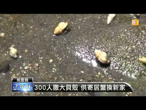 【2013.07.17】一萬岩蚵螺 供新屋寄居蟹換新家 -udn tv