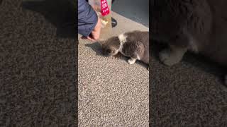 Abandoned Cat Finds Love Again 🐾❤️” #english #usashorts #ytshorts #youtubeviral #shorts