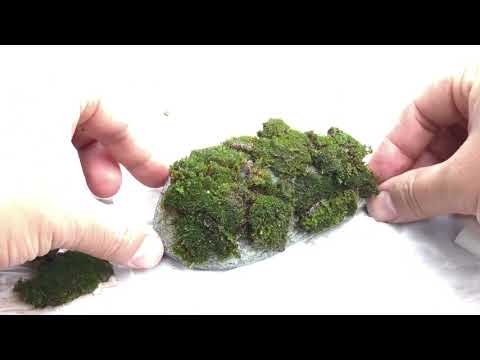 Video Hướng dẫn gắn rêu lên đá- trang trí bể thuỷ sinh - youtube