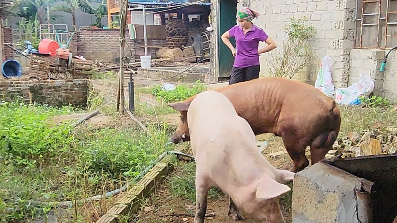 The sow,newly separated from her piglets 5 days ago,has agereed to pair up /@ThoaRurallife  #127