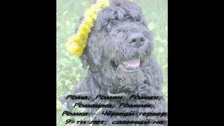 Русский Черный Терьер Ромка.wmv Русский Черный Терьер Ромка.wmv