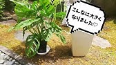 マドカズラの育て方 カインズ植物図鑑 Youtube