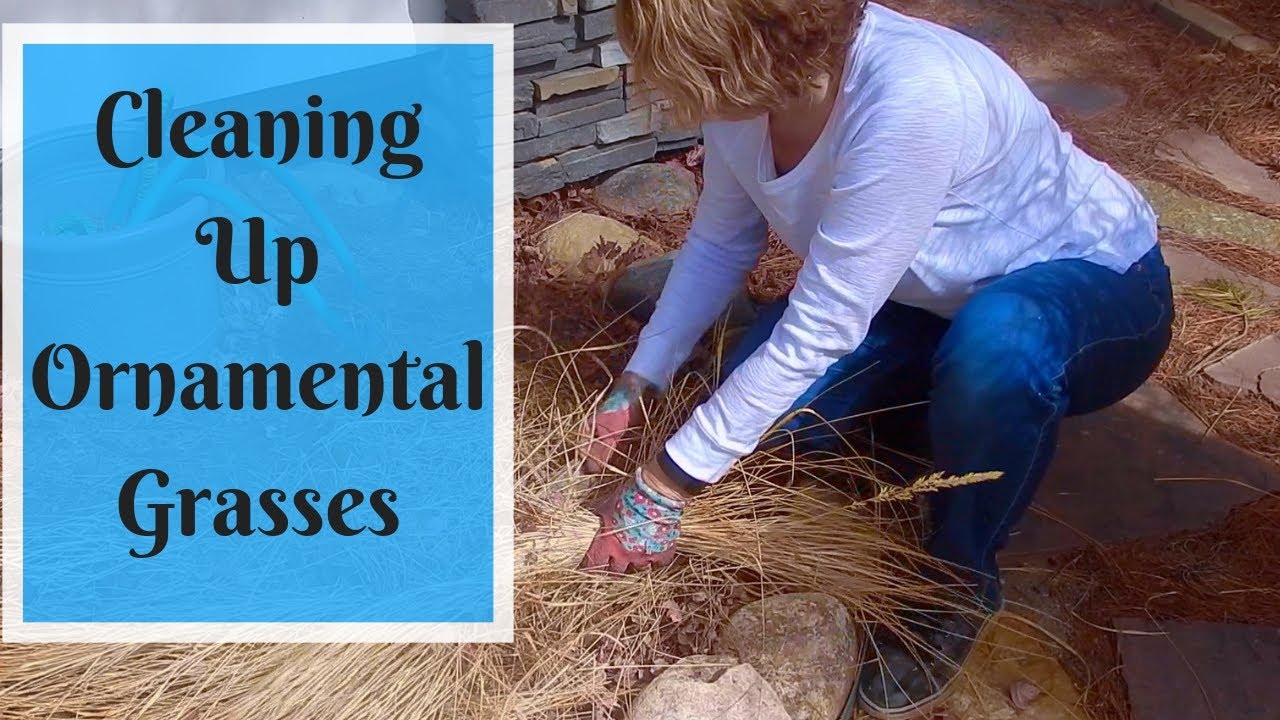 Spring Clean Up for Ornamental Grasses ~ Feather Reed Grass and Zebra Grass 🌾