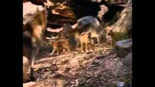 Skippy 2 - Adelaide Jerks
