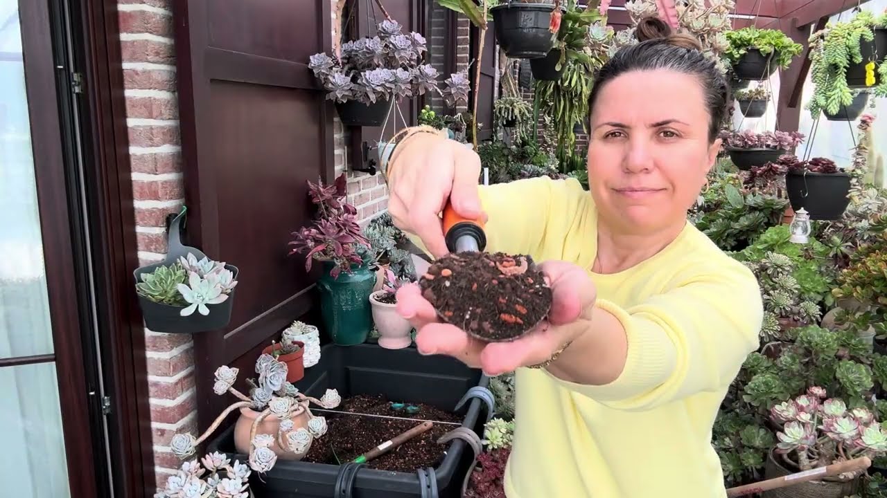 BELÇİKA’ya BAHAR GELDİ💐SUKULENT DİKİMİ VE ARTIK BAHÇE SEZONUNU AÇIYORUM #sukulentbakımı 