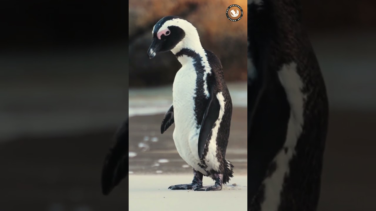 🐧🐧Penguins, in their tuxedo-like attire, navigate icy waters with comical waddles🐧🐧🐧