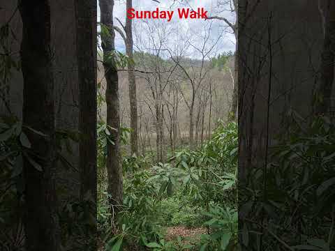 Sunday Walk #cherokeenationalforest #mountains #tennessee #god #faith