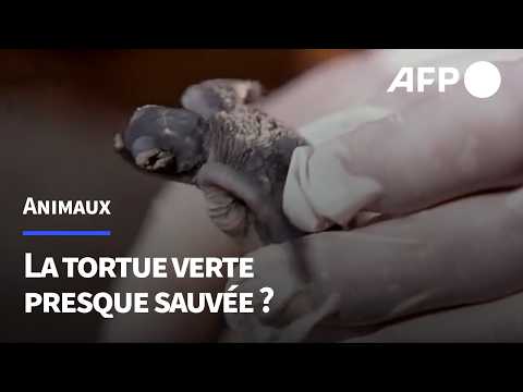 Les tortues vertes, une lueur d’espoir face au déclin des espèces | AFP