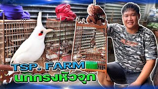 พาเที่ยวฟาร์มนกกรงหัวจุก TSP FARM จังหวัดแพร่ นกด่าง แฟนซี เพียบ!!!