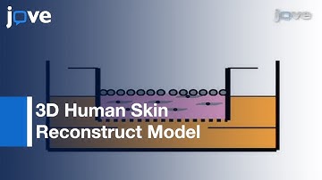 3D Human Skin Reconstruct Model: Tool To Study Normal Skin & Melanoma Progression l Protocol Preview