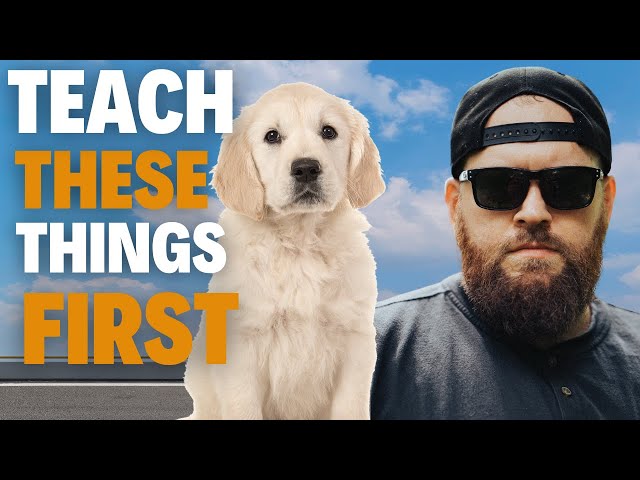The First 3 Things You MUST Teach Your Dog!