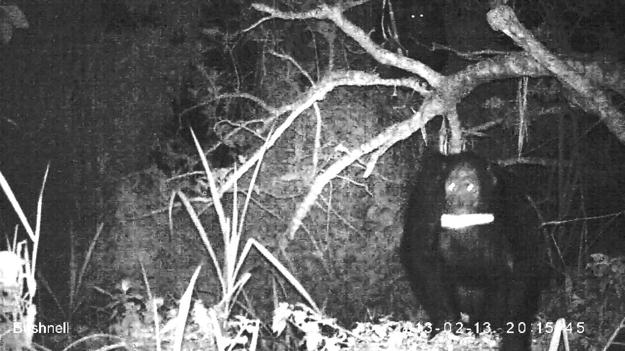 Wild Chimpanzees 13/02/2013-20h159270 (duration 300) (night time, IR image)