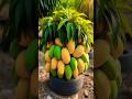 Mango tree Harvest with these new planting skills! #shorts #satisfying #farming
