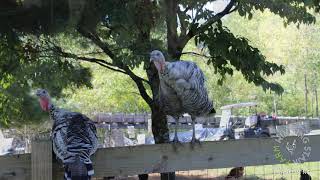 Winding Stair Farm On Locally Grown With Asap On Wncw Radio