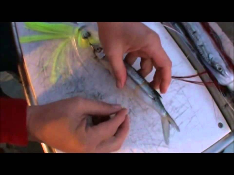 Easy How to rig a Wog with swimming Gar Ballyhoo for Spanish Mackerel ...