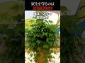 【怖い話】家主を守り続ける最強観葉植物の切実な願い…