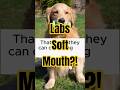 Dog Trivia #11 🐶 Why Golden Retrievers Have a “Soft Mouth”