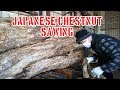 栗・Japan's Chestnut Tree!!