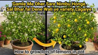 How To Grow Lots Of Lemons In Pot | Best All Season Lemon Variety To Grow In Pot