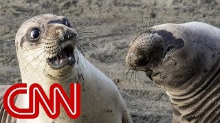 Is Shocked Seal The Funniest Wildlife Photo Of 2017?