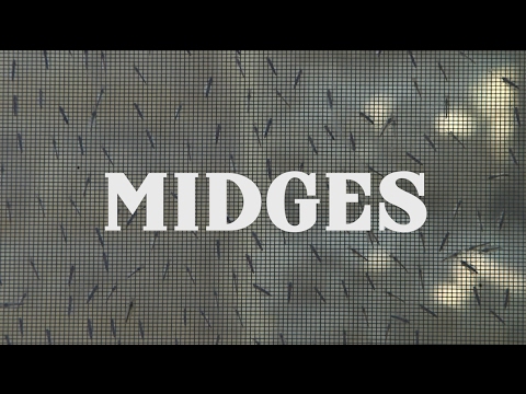 Video: How long do midges live? Habitat