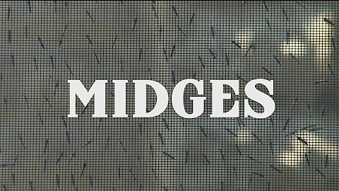 Midges - What are they?