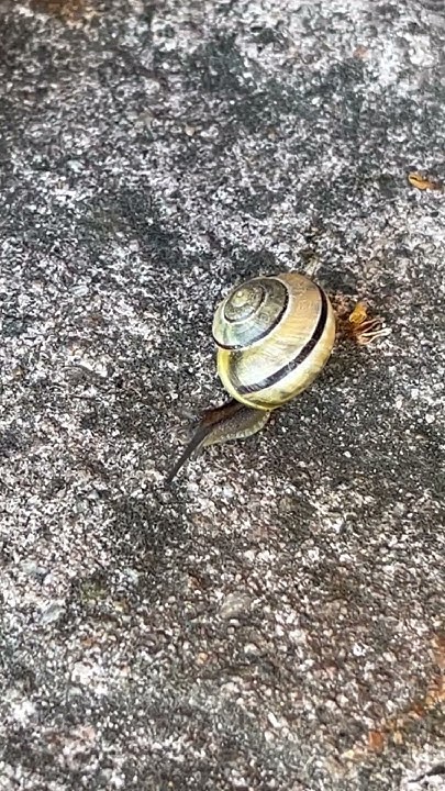 Wie Schnell Ist Die Schnellste Schnecke Der Welt Die schnellste Schnecke der Welt #snail #shorts #snails #schnecke - YouTube