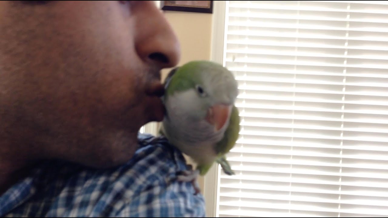 VLOG 83 New Quaker Parrot... Kiwi! YouTube