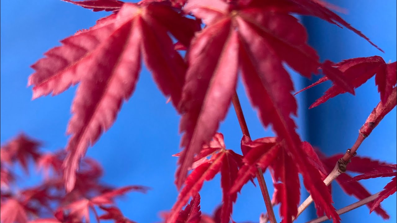Yamadori di Olivastro, Mirto, Quercia e Acero
