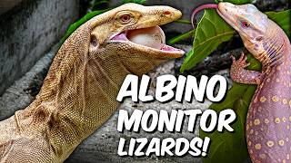 Updates on Our New Animals and Property Projects!