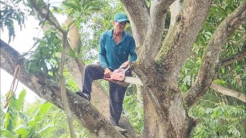 vua khỉ vùng bảy núi cưa hạ cây cây xoài siêu to khủng lồ