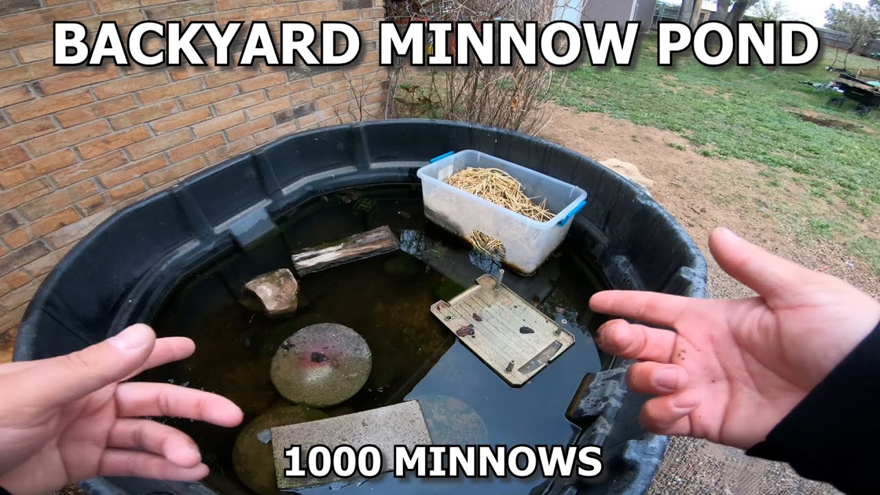 Easy Way to Catch Minnows! Free! Best Way? Fast! Minnow Trapping! - How to  Use Umbrella Net 