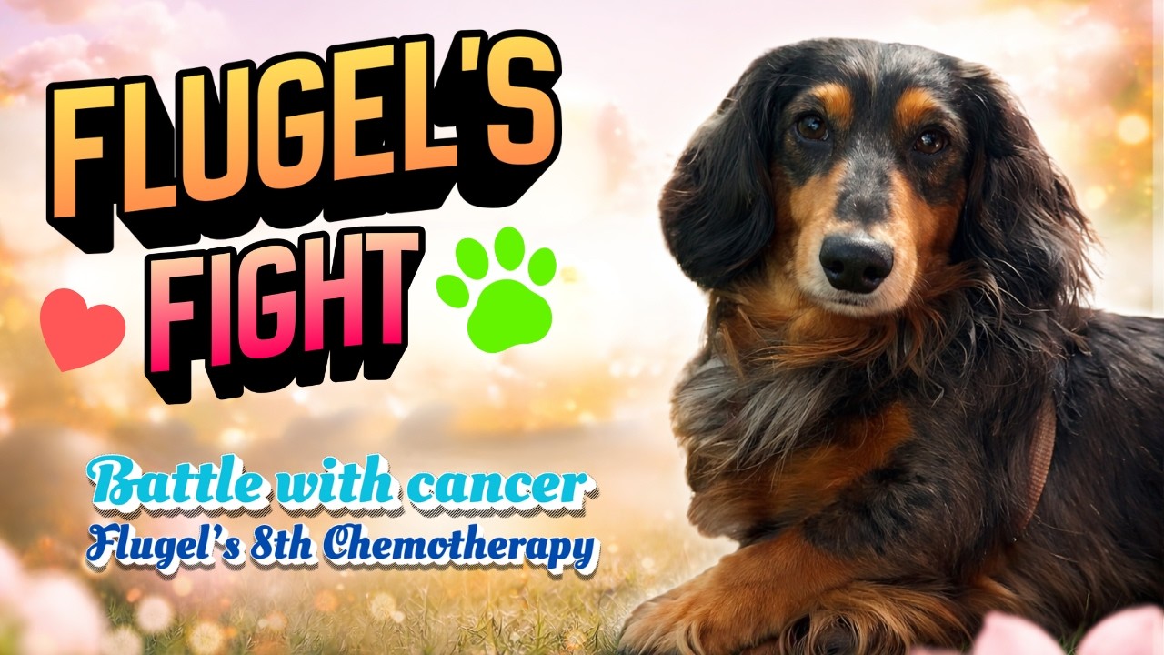 Daschund Flügel Chemo