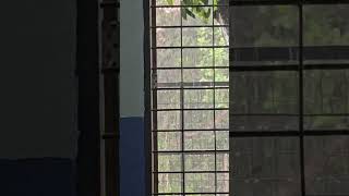 Soon, the classroom windows will hold this rain again....#may #2 #2026