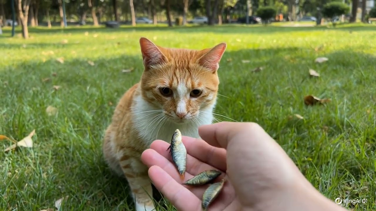 This Orange Cat Eating Dried Fish Will Heal Your Day 🥹🐟