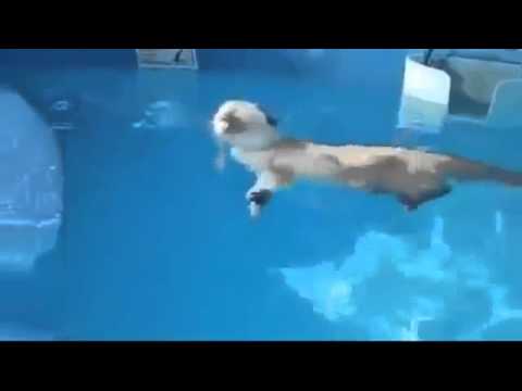 Lunico gatto a cui piace nuotare