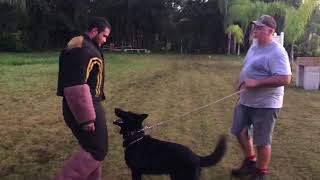 Handler Protection Bitework. Decoy technique training.