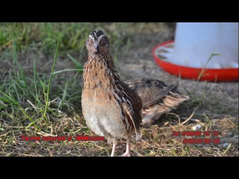 Video: Me çfarë Ushqehen Thëllëzat