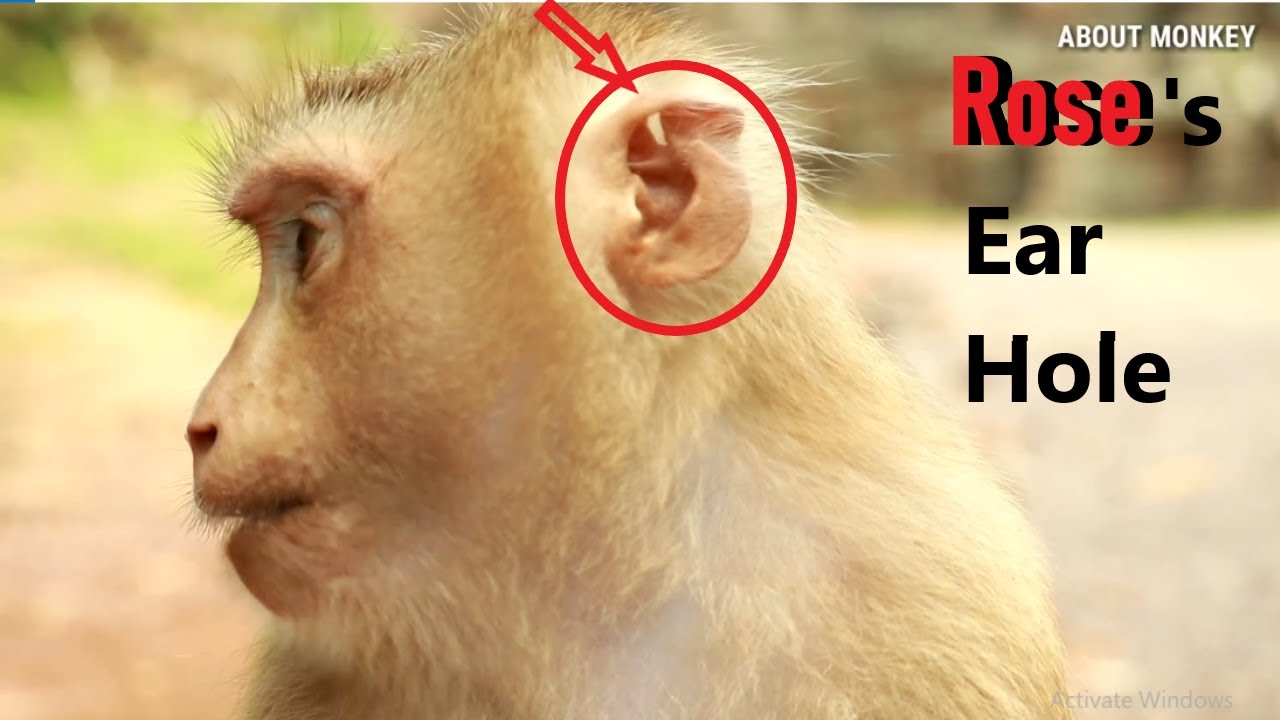 Первый раз Обезьяны Роза забеременела, Роза чувствует себя голодной и пугает других обезьян Укус