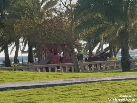 محمود عبد العزيز ناعس الاجفان