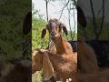 #trending #goat #viral #animals #funny#fyp #shortsfeed #shorts