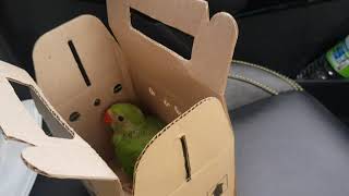 Jebat. My one month old Indian Red Neck parrot journey from Nilai to Seremban
